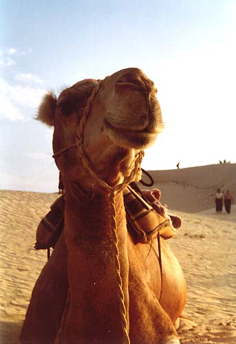 Camel in the Sahara desert in Tunisa