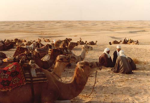 Camels in the Sahara desert