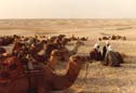 camels in sahara