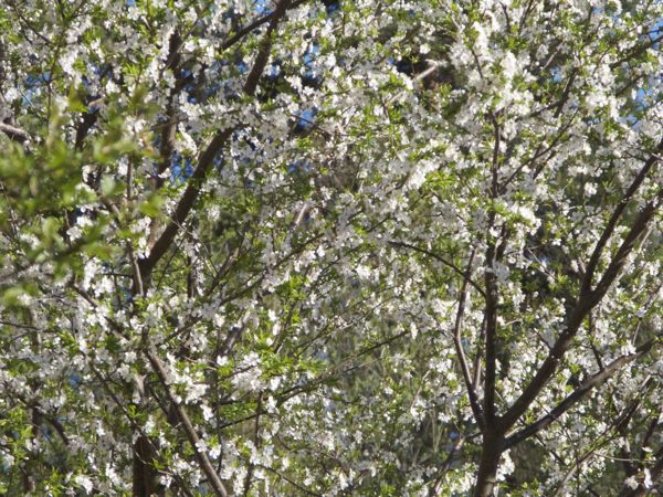 Bullace or Cherry Plum? - Thoughts – Nini's scattered thoughts